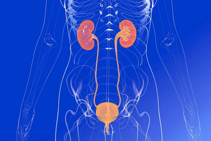 Sujetbild Urologie