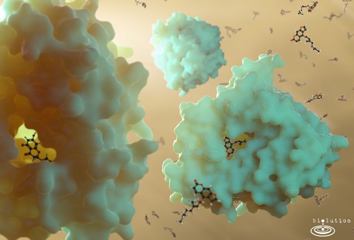 Darstellung des Cytochroms P340 3A4 (CYP3A4)