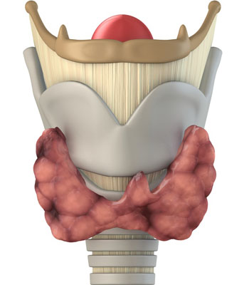 Schilddrüse